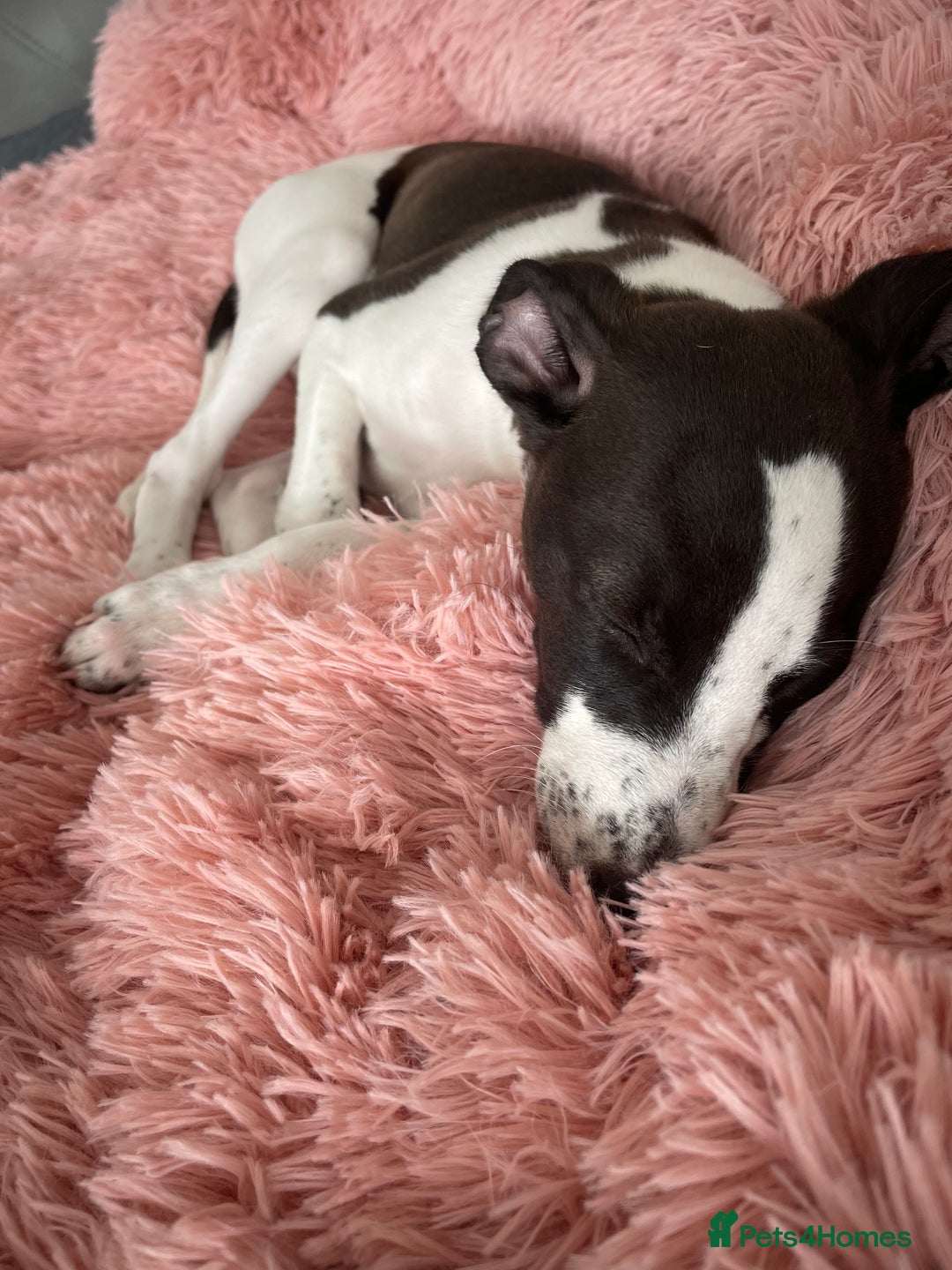 Whippet dogs for sale: KC Registered Whippet Puppies - Image 16
