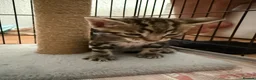 Bengal cats for sale: Half glitter marbled Bengal & tabby  in Gosport - Advert 5