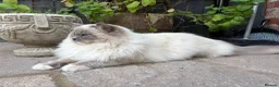 Ragdoll cats for sale: ✨🏆Pedigree, health clear . Ragdoll Kittens ✨🏆 - Advert 14