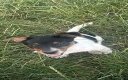 Jack Russell dogs for sale: Female jack russell pup - Image 3