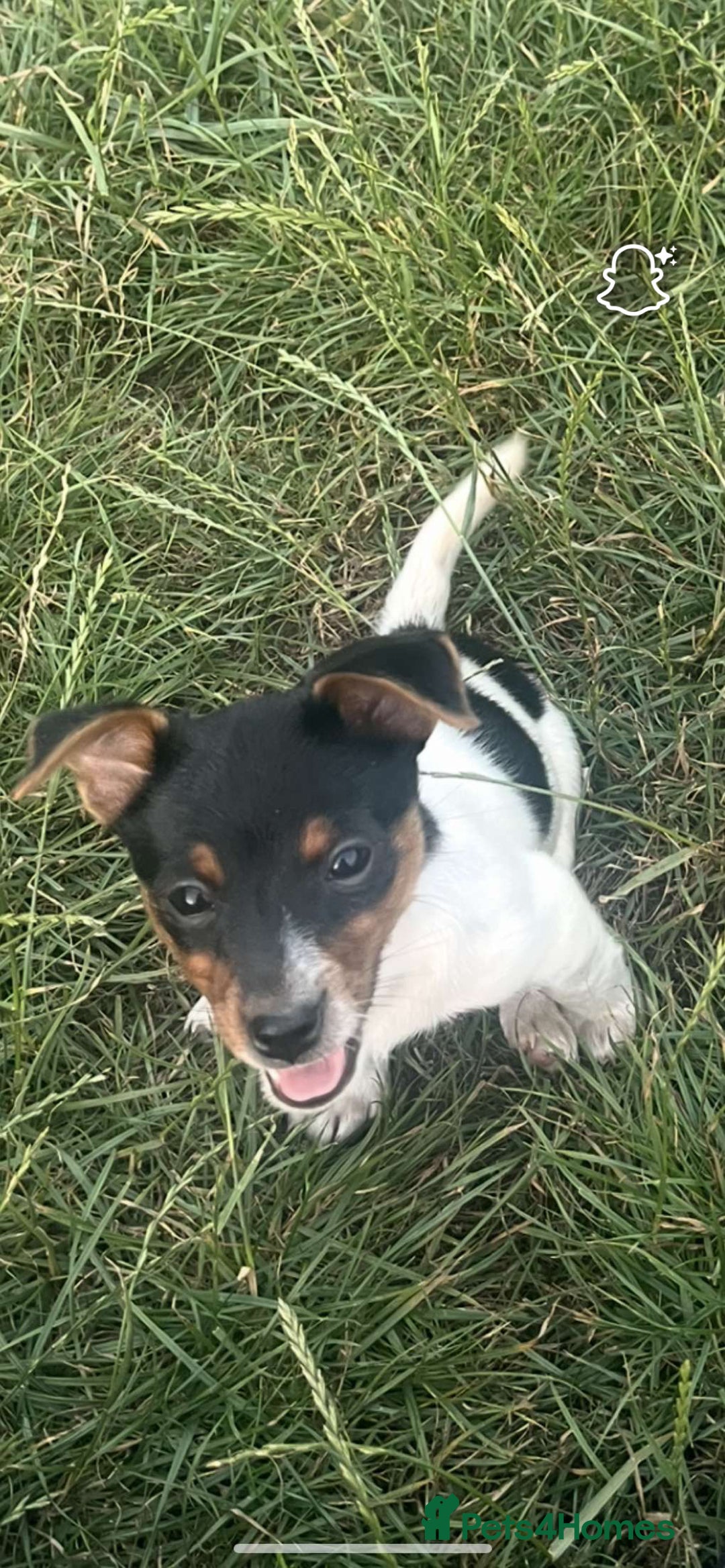 Jack Russell dogs for sale: Female jack russell pup - Image 3