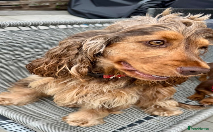 Cocker Spaniel dogs - Advert 6