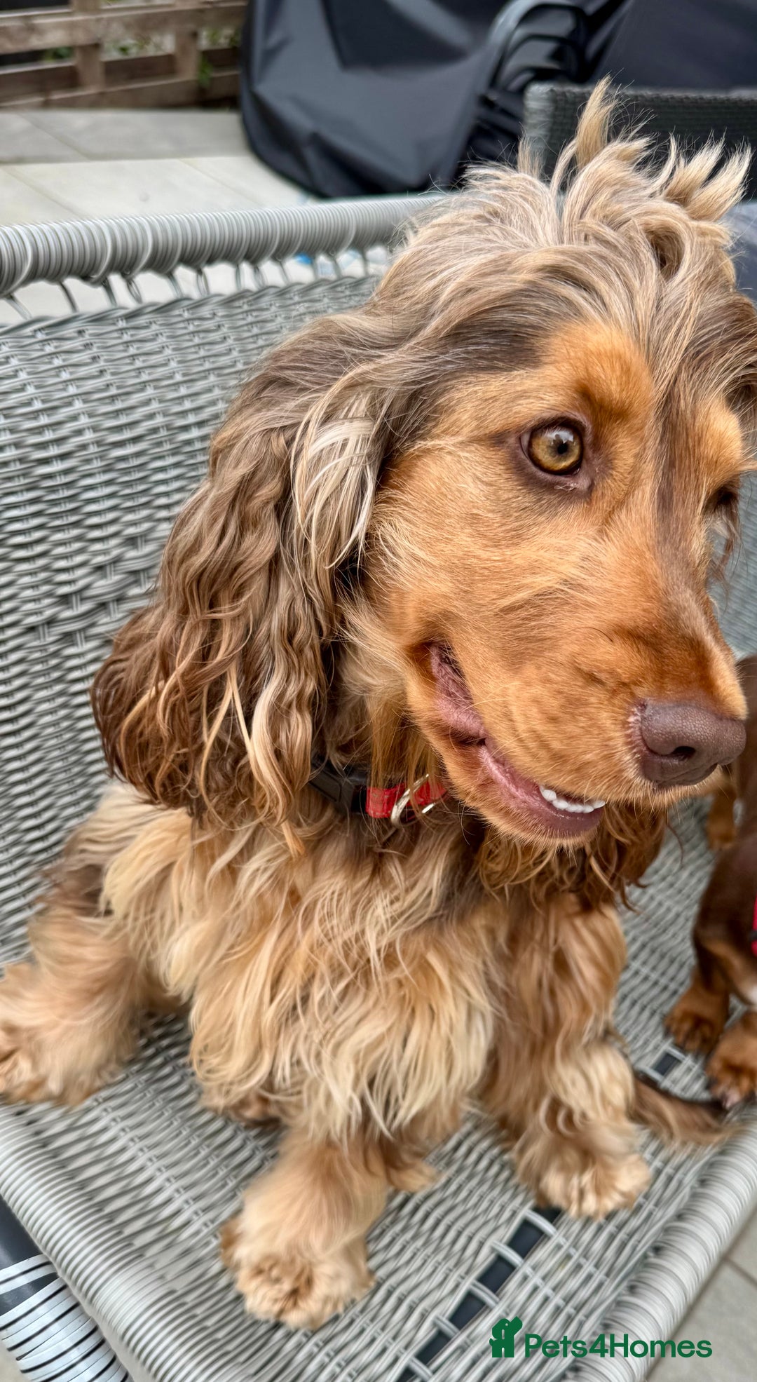 Cocker Spaniel dogs for sale: Kc Chocolate & Tan show cocker  - Image 1