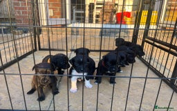 Patterdale Terrier dogs for sale: Patterdale puppies  - Image 3