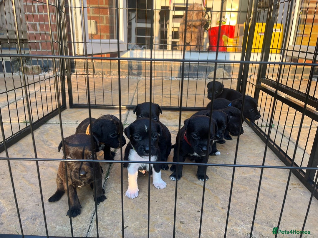 Patterdale Terrier dogs for sale: Patterdale puppies  - Image 3
