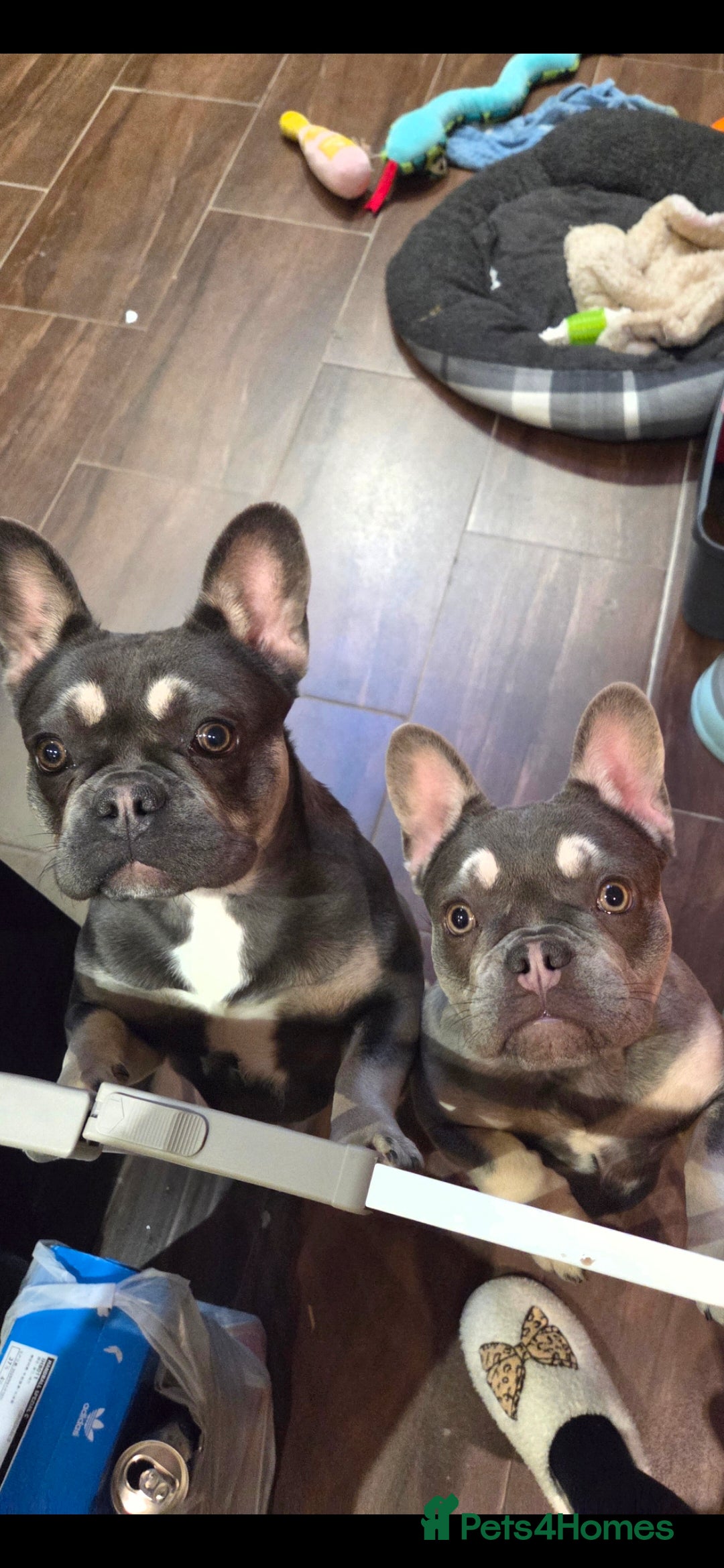 French Bulldog dogs 2 beautiful female french bulldog pups lilac blue - Advert 3