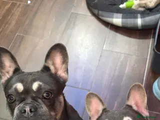 French Bulldog dogs 2 beautiful female french bulldog pups lilac blue - Advert 2
