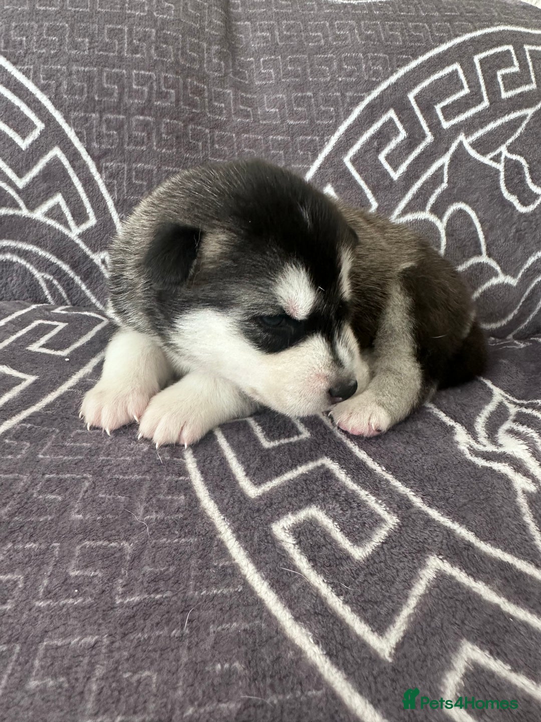 Siberian Husky dogs for sale: full-breed Siberian Husky Puppies  - Image 14