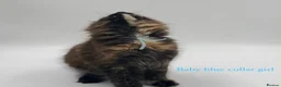 Maine Coon cats for sale: Maine coon kittens  - Advert 3