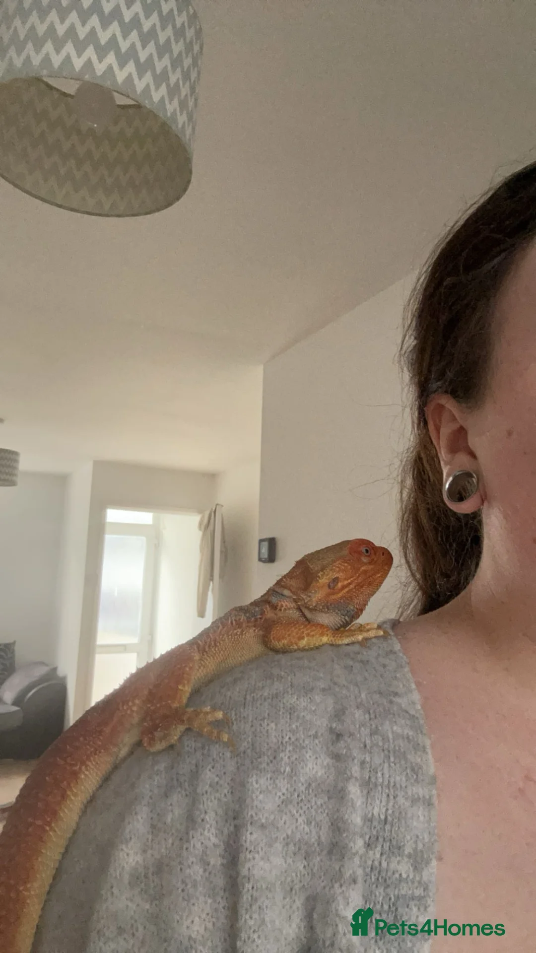 Bearded Dragon reptiles for sale: Bearded Dragon For sale. - Advert 2