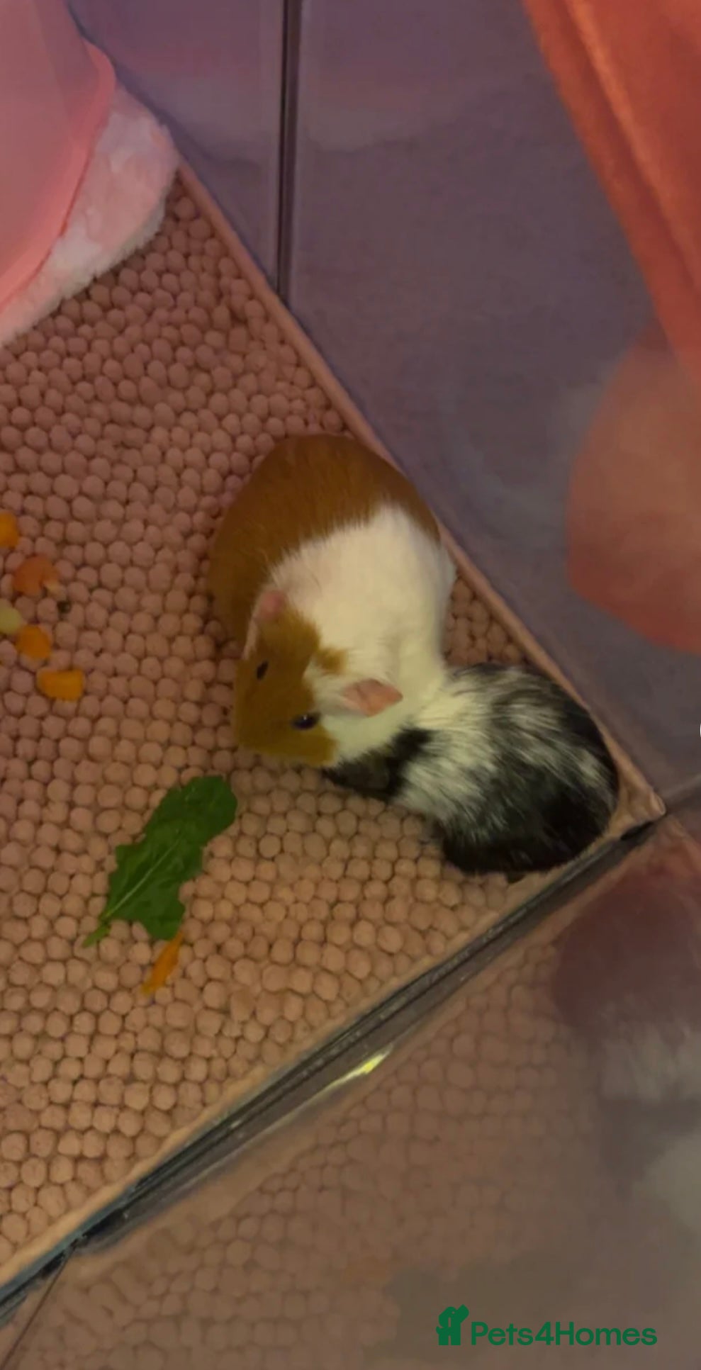 Guinea Pig rodents Female guinea pigs and bundle  - Advert 1