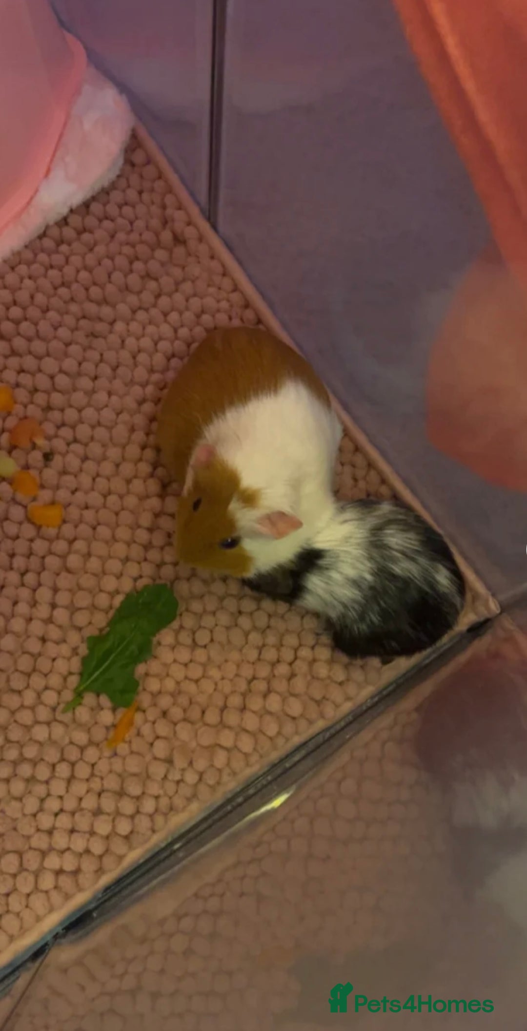 Guinea Pig rodents for sale: Female guinea pigs and bundle  - Advert 1