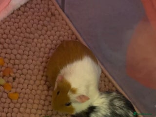 Guinea Pig rodents Female guinea pigs and bundle - Advert 1