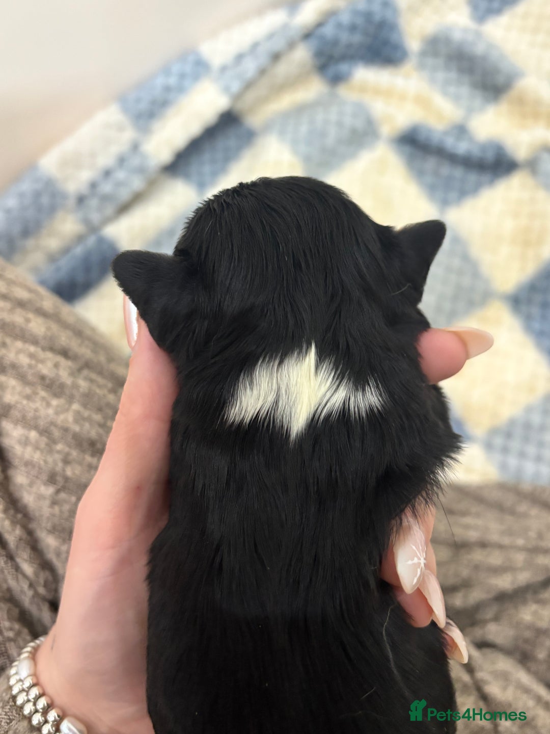 Cavalier King Charles Spaniel dogs for sale: Two beautiful kc boys  - Advert 26