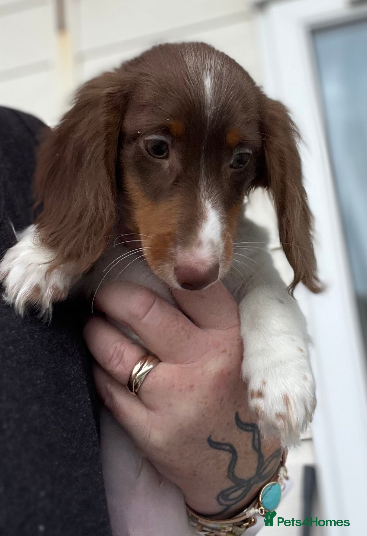 Miniature Dachshund dogs Mini dachshund puppies long &short coats £ 600  - Advert 12