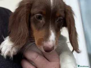 Miniature Dachshund dogs Mini dachshund puppies long &short coats £ 600 - Advert 12