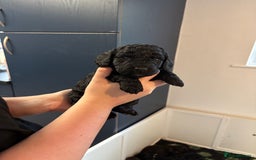 Cockapoo dogs for sale: F2 cockapoo’s (last girl) - Advert 8