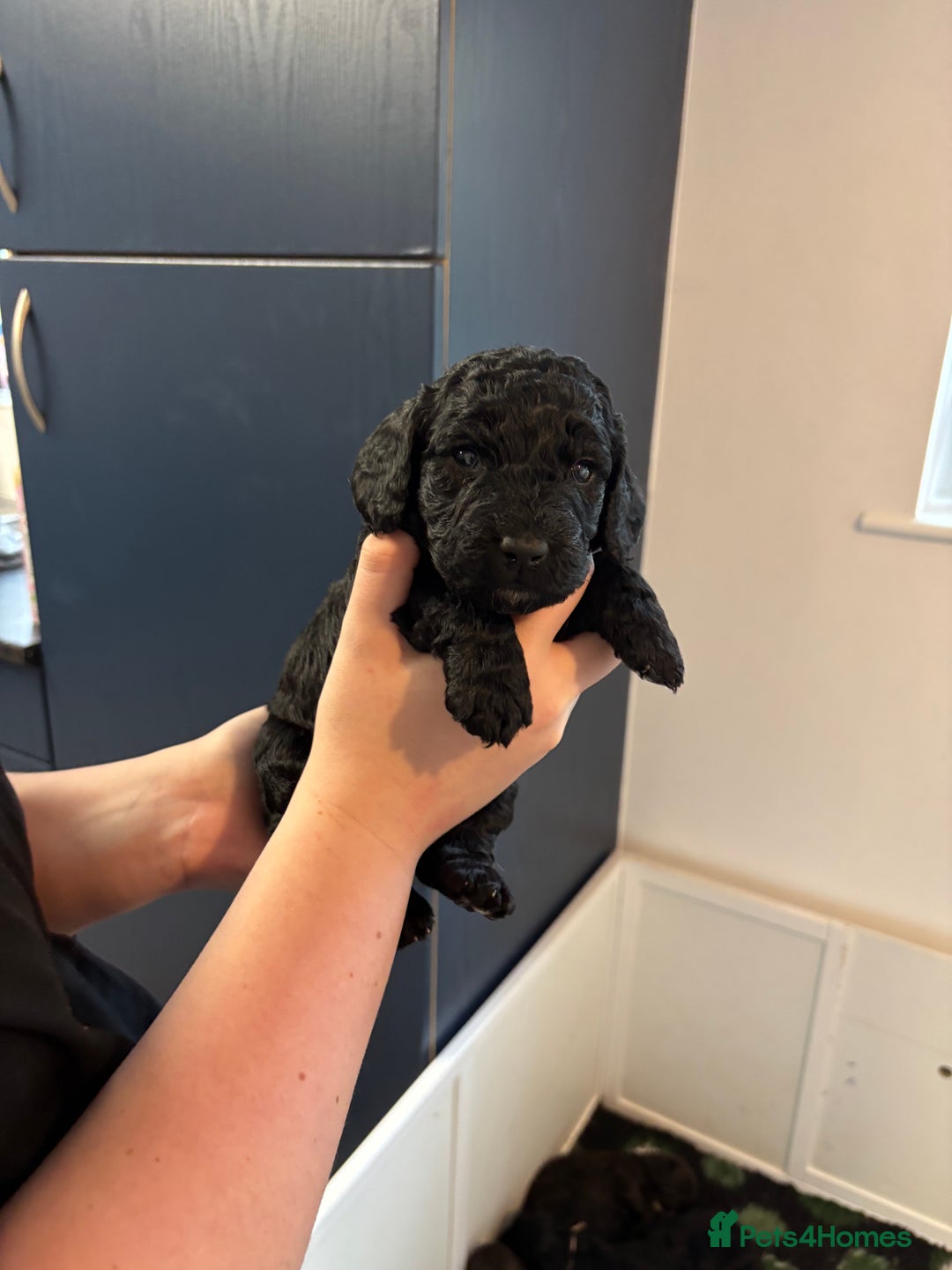 Cockapoo dogs for sale: F2 cockapoo’s (last girl) - Advert 8