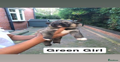 Mixed Breed dogs - Advert 3