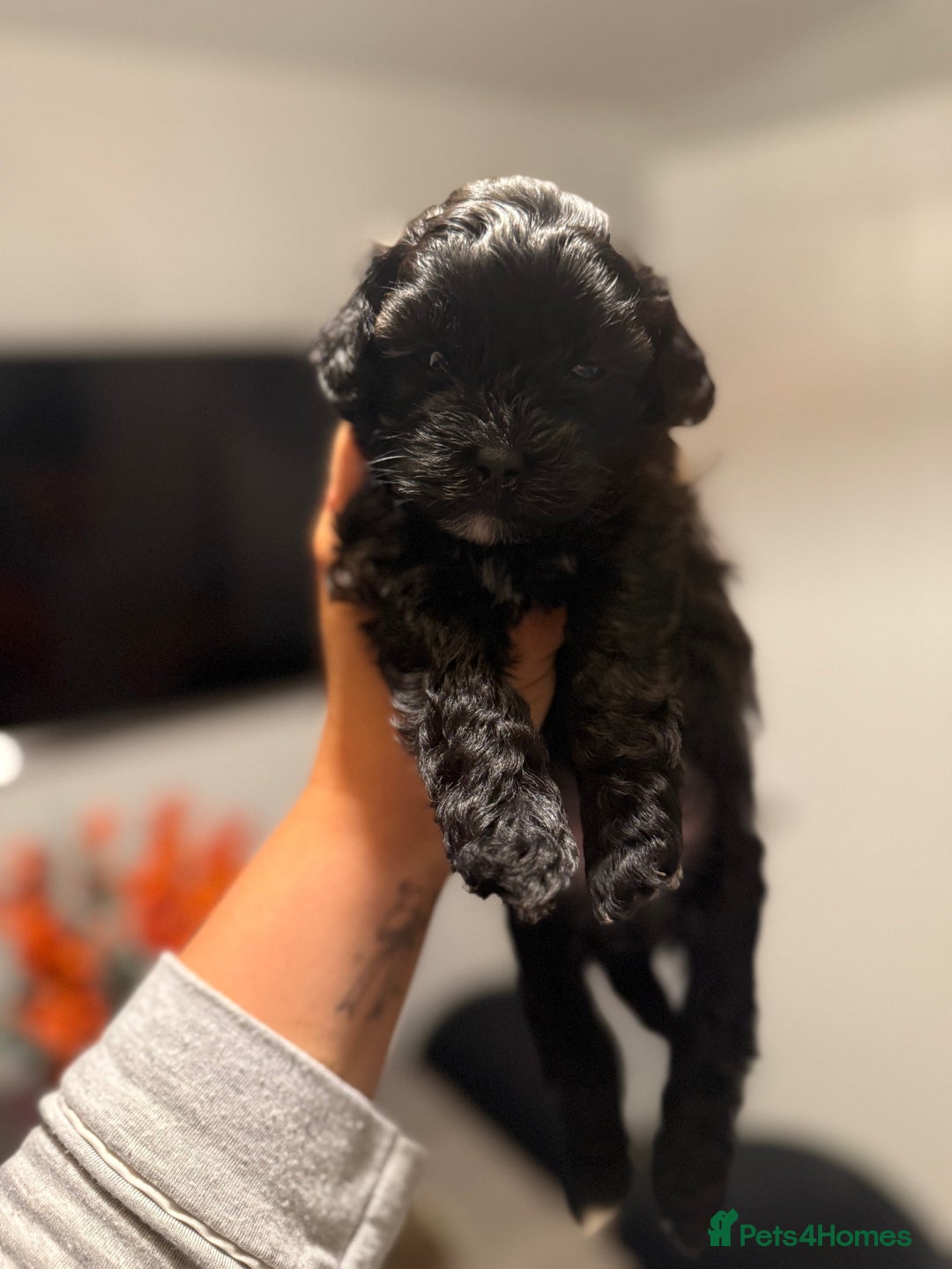 Yorkiepoo dogs for sale: Yorkiepoos - Image 31