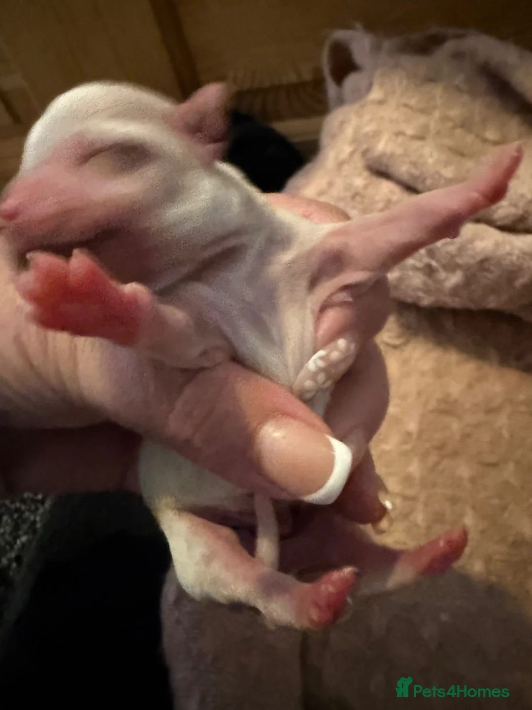 Chihuahua dogs for sale: Chihuahua puppies born wed 10th June  - Advert 10