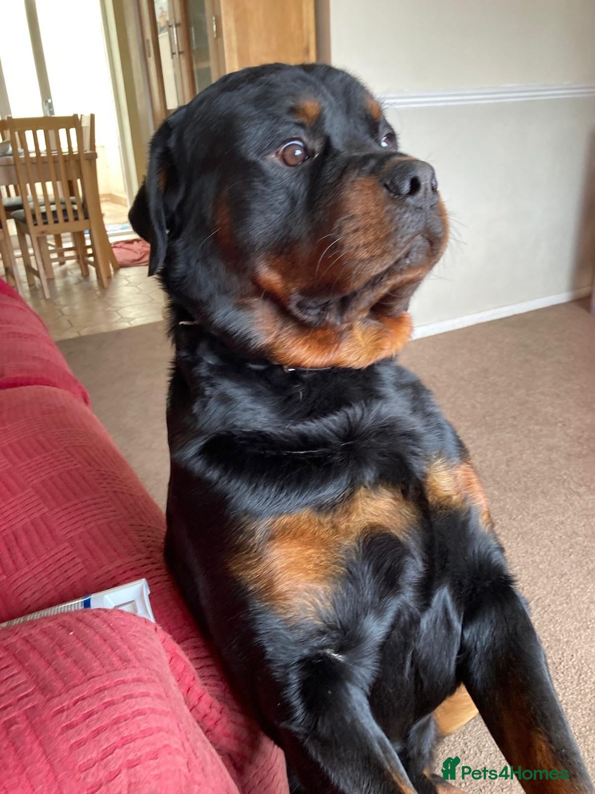 Rottweiler dogs Rottweiler looking 4 a new home due to ill health - Advert 7
