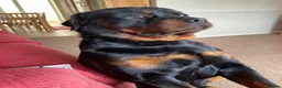 Rottweiler dogs for sale: Rottweiler looking 4 a new home due to ill health in Wrexham - Advert 1