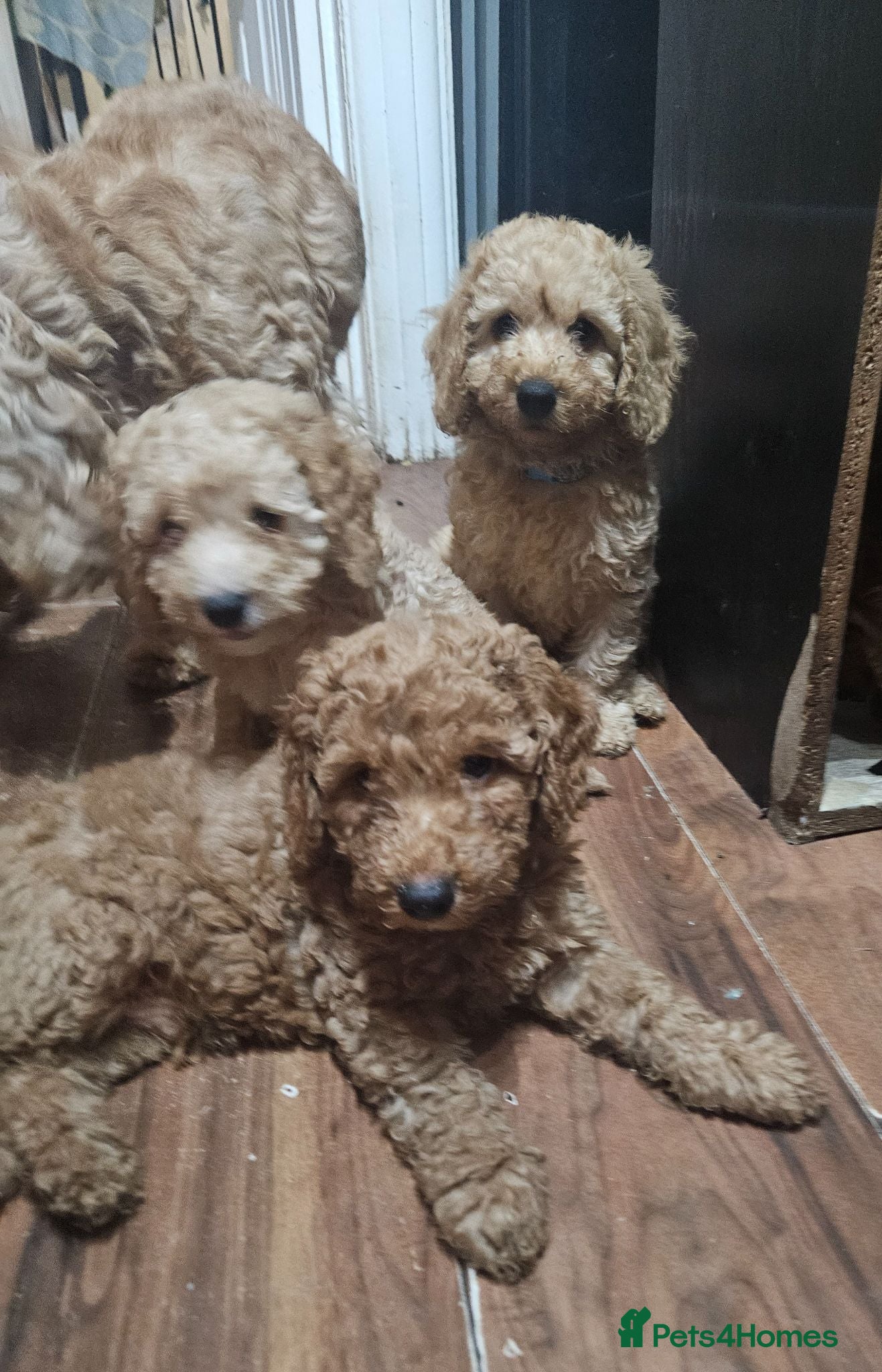 Cockapoo dogs Cockapoo  - Advert 1