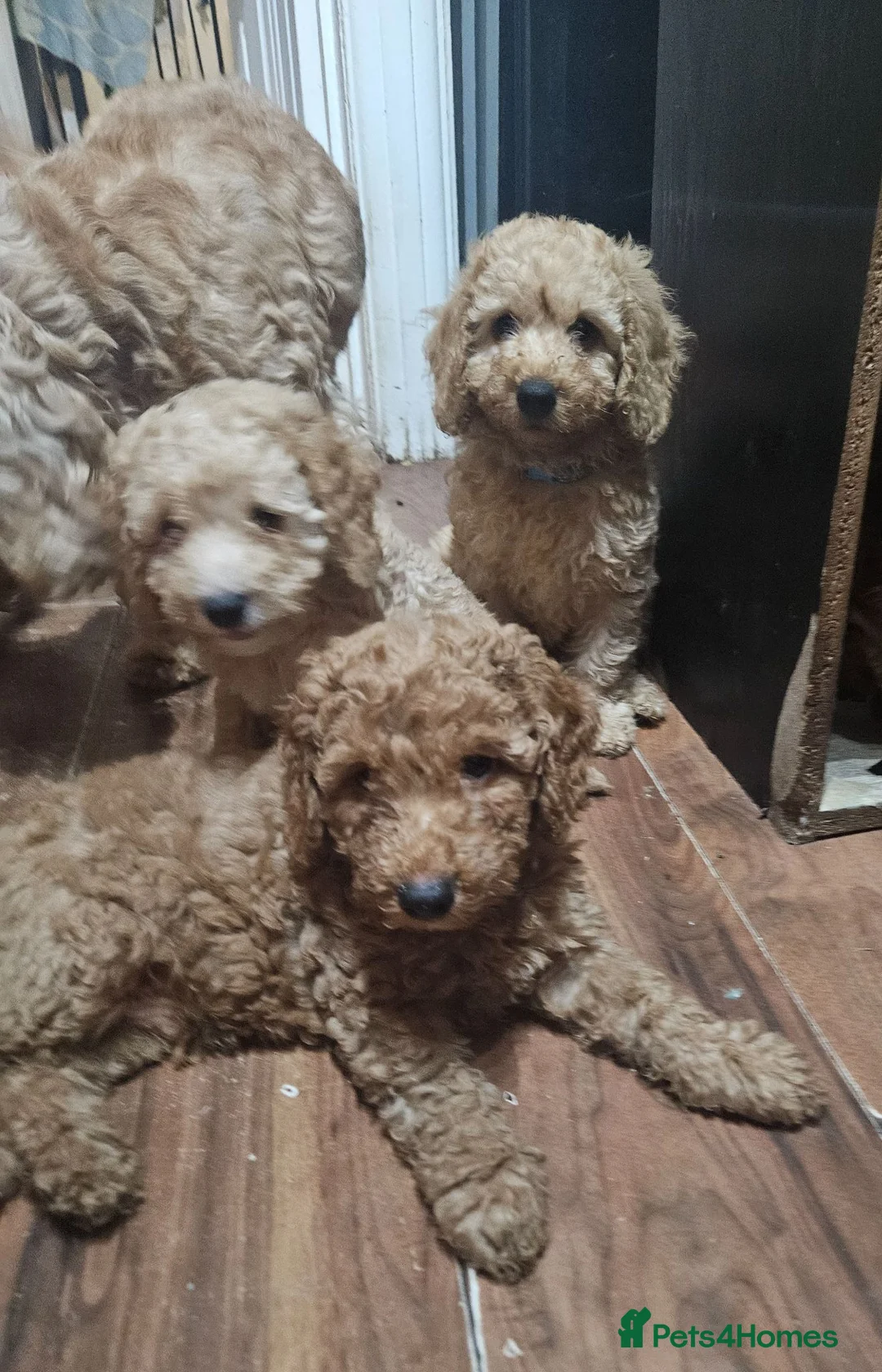 Cockapoo dogs for sale: Cockapoo  - Advert 1