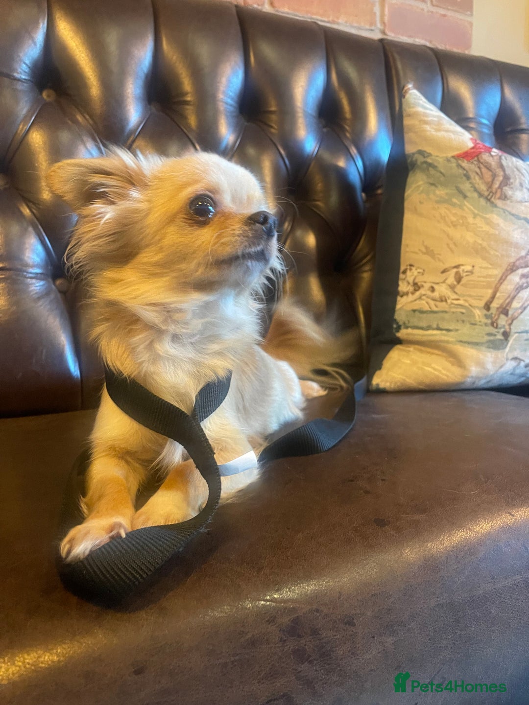 Pomchi dogs for sale: 3 little pomchis  - Advert 9