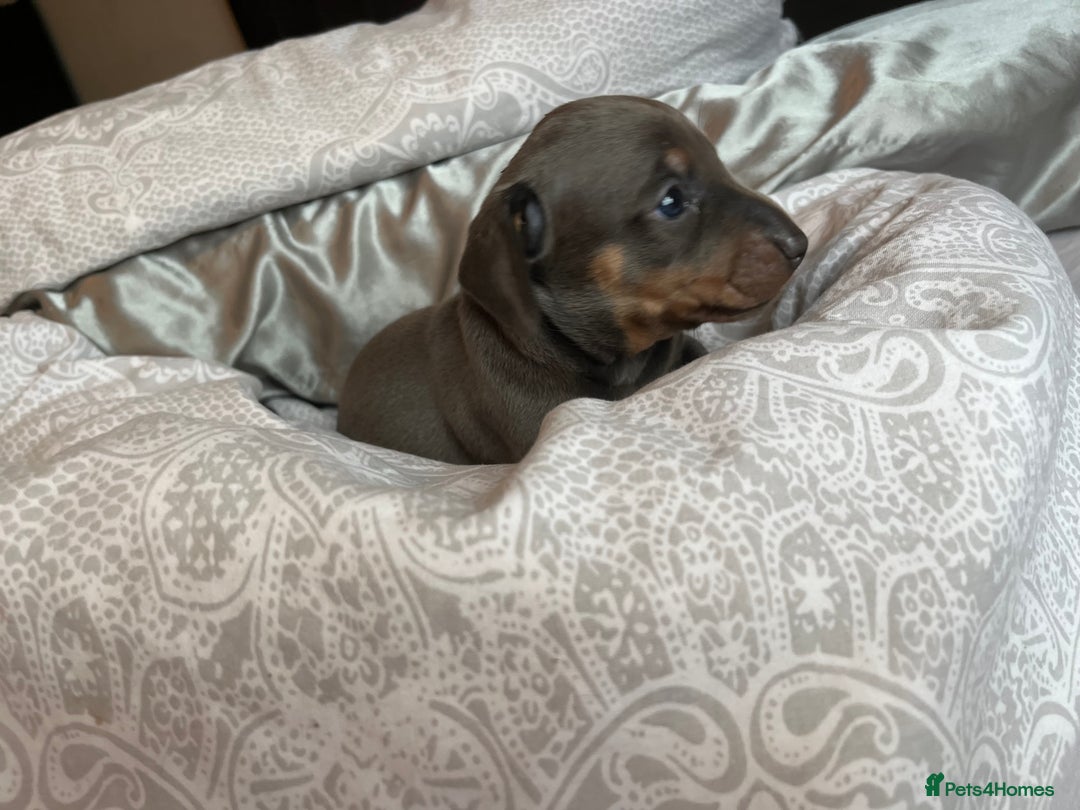 Dachshund dogs for sale: Stunning Dachshunds Ready to View - Advert 5