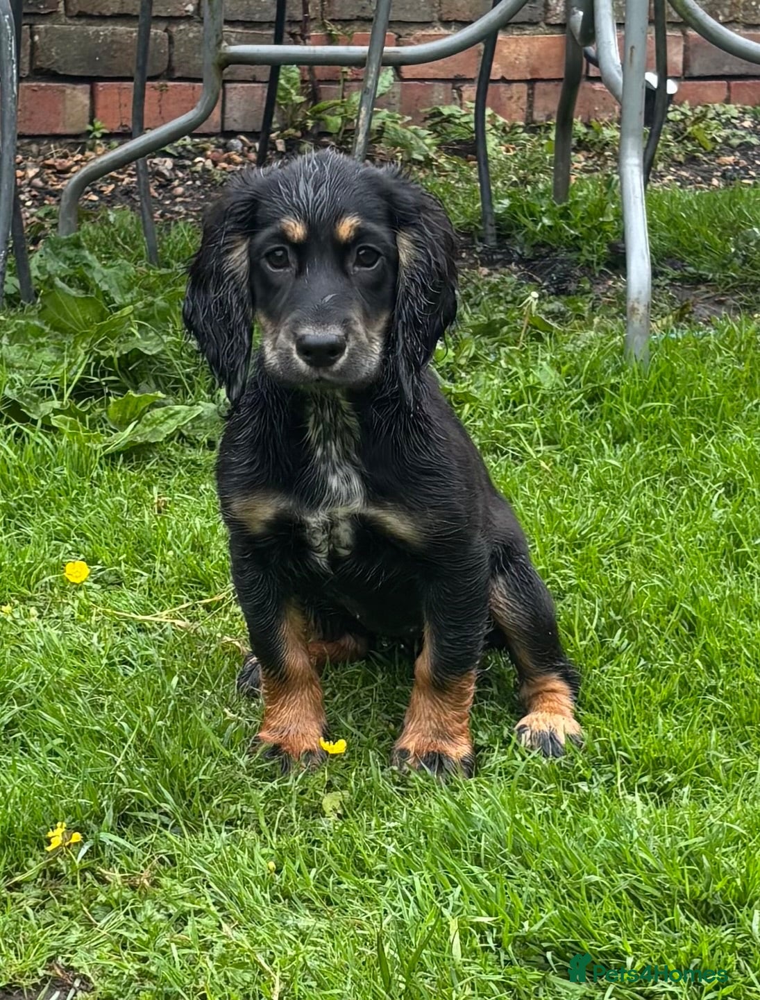 Cocker Spaniel dogs KC registered girl for sale - Advert 1