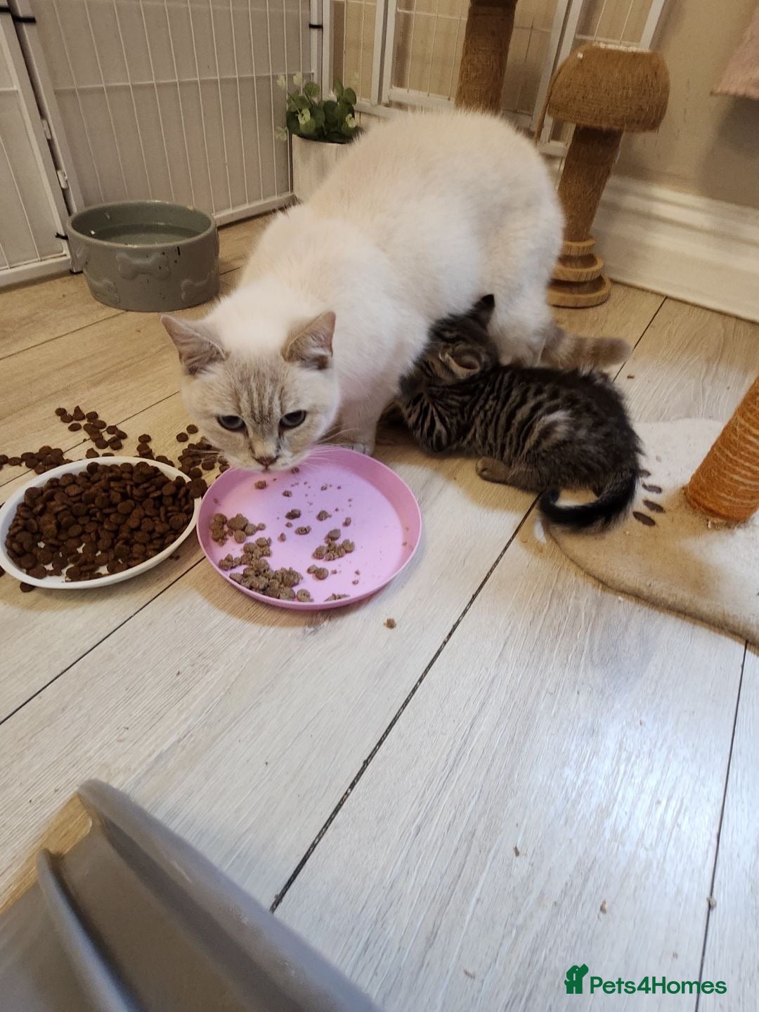 British Shorthair cats British shorthair cross - Advert 1