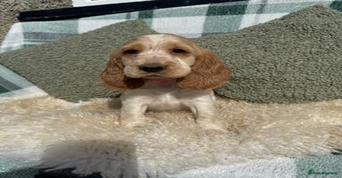 Cocker Spaniel dogs - Advert 11