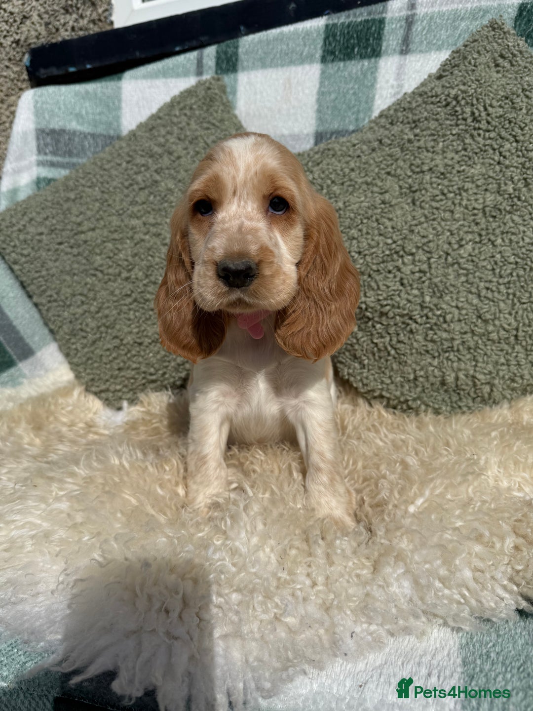 Cocker Spaniel dogs for sale: KC Registered Show Type Cocker Spaniels - Image 2