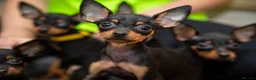 Miniature Pinscher dogs for sale: Miniature pinchers in Chatham - Advert 7