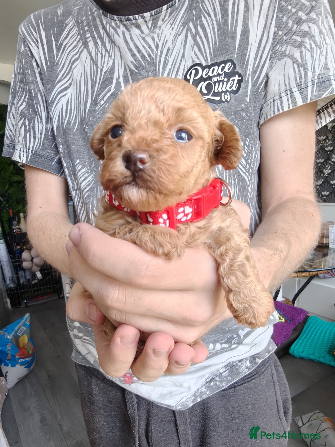 Maltipoo dogs for sale: F1B Toy Maltipoo  - Image 28