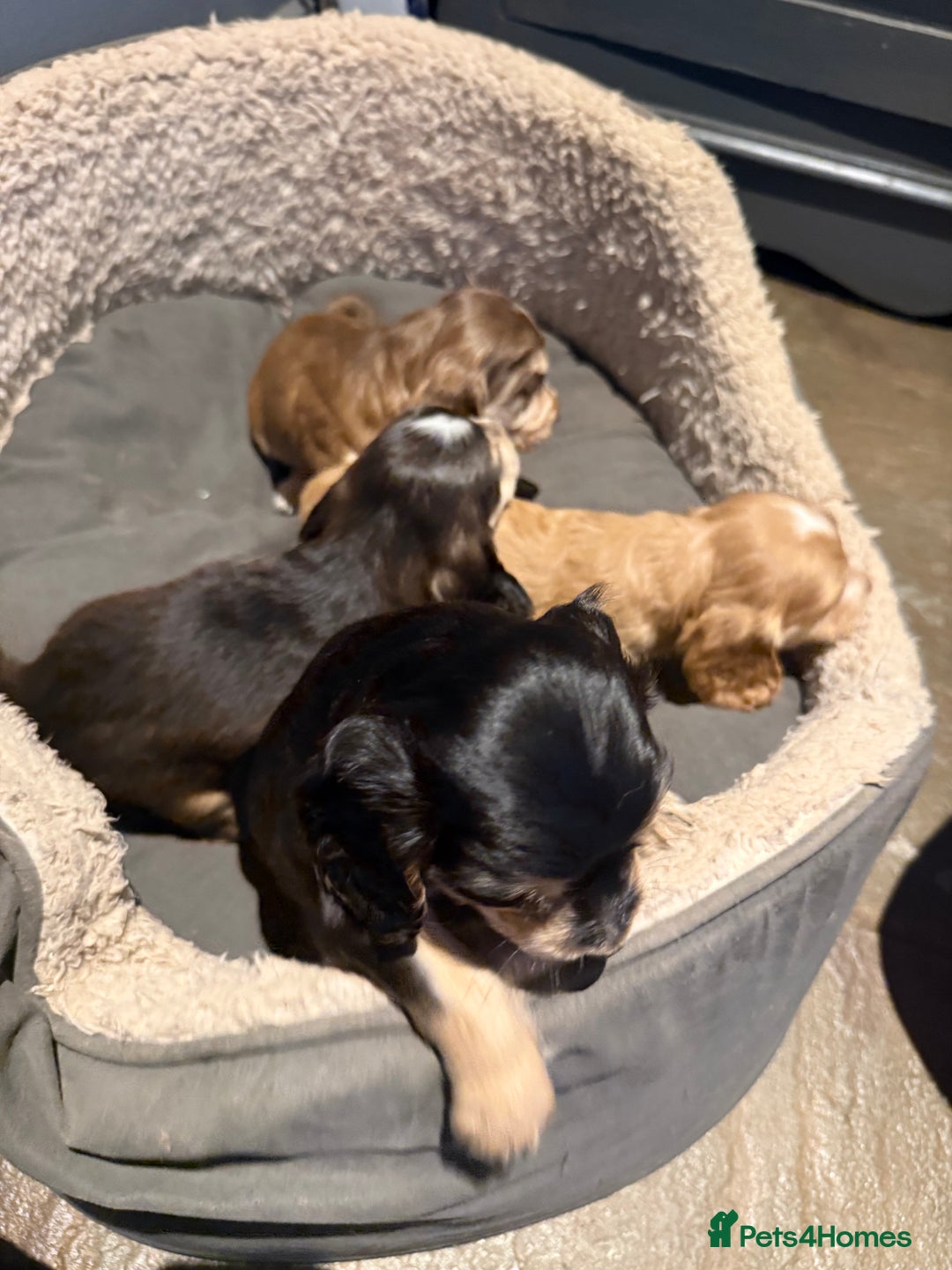 Cocker Spaniel dogs for sale: Wonderful show type cocker spaniels - Image 6