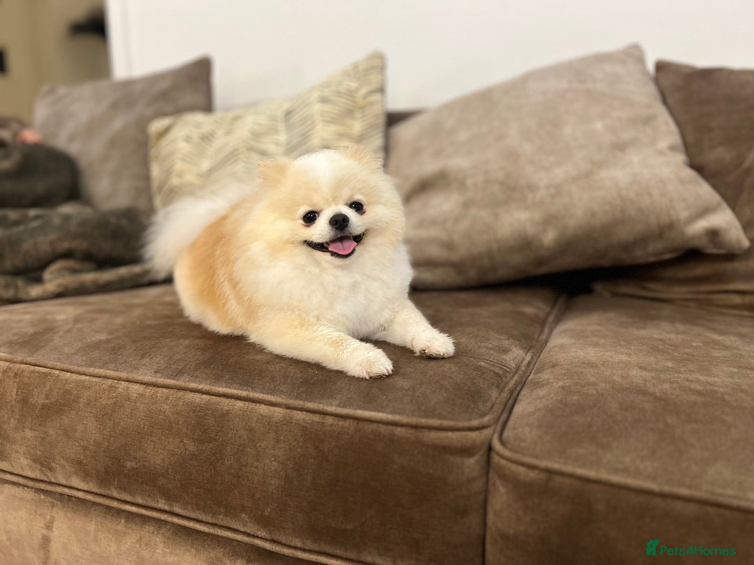 Pomeranian dogs for stud: TeddyBear Pomeranian for STUD - Advert 4