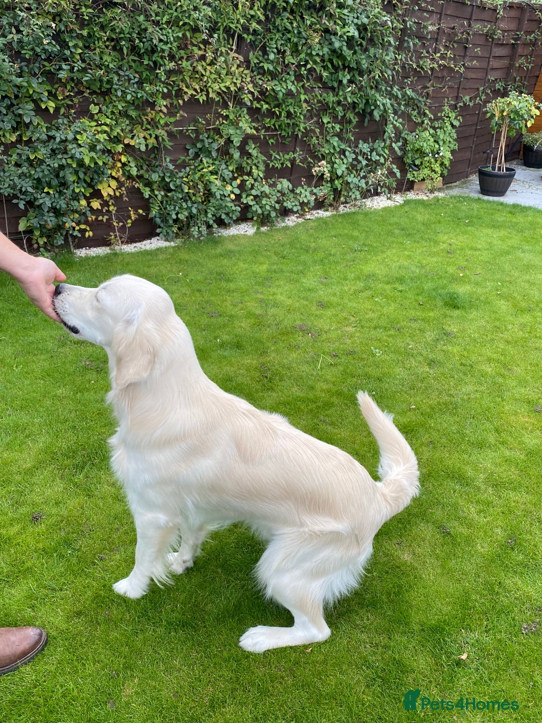Golden Retriever dogs for sale: Fabulous golden retriever puppies  - Image 28