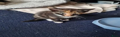 Mixed Breed 3