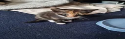 Mixed Breed cats for sale: Beautiful kittens for sale  - Advert 3