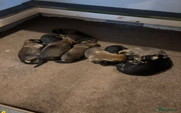 German Shepherd dogs for sale: German sheperd litter of 9 puppies  - Image 3