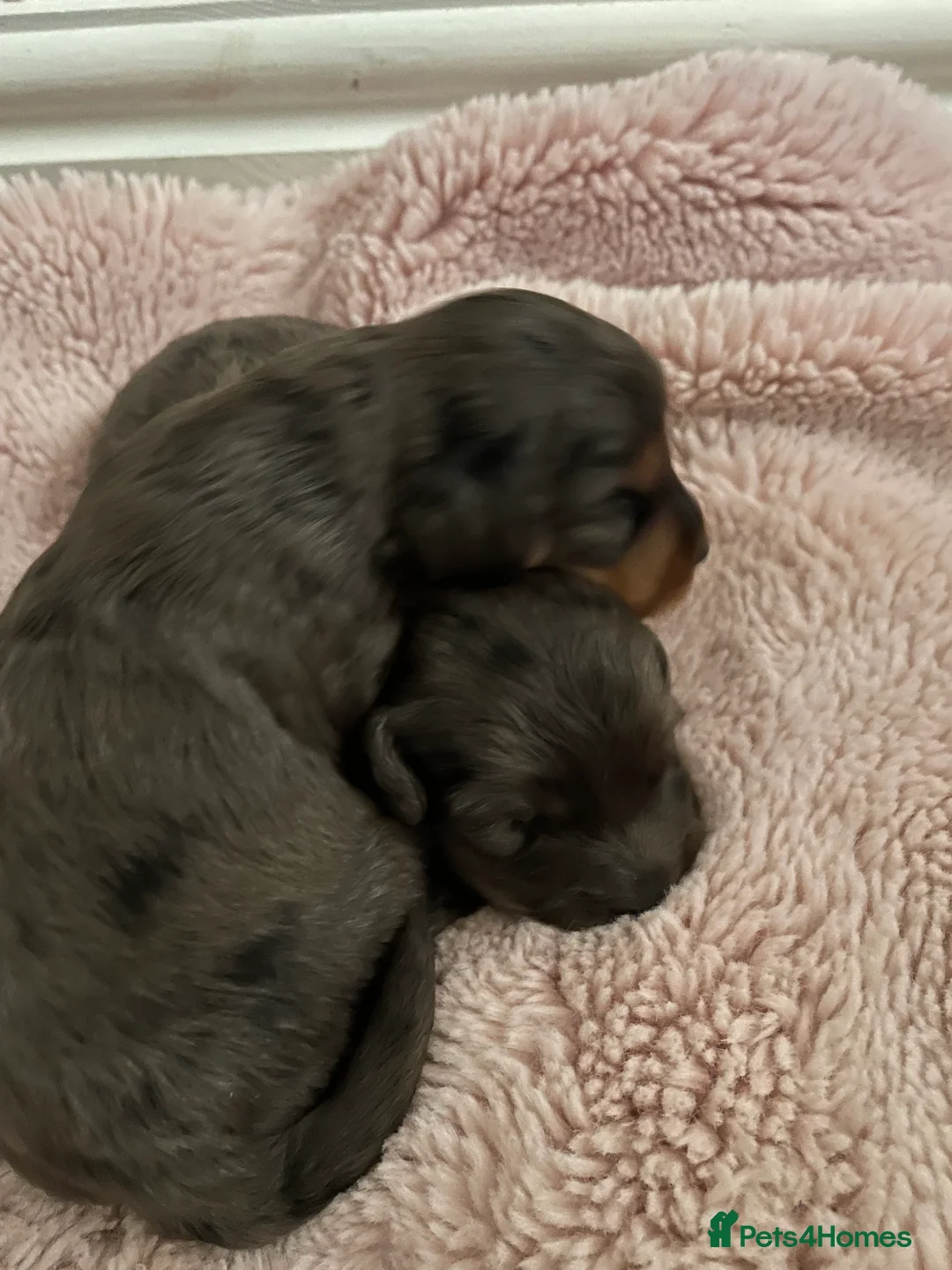 Cockapoo dogs for sale: 4 Toy cocker poos  - Advert 2