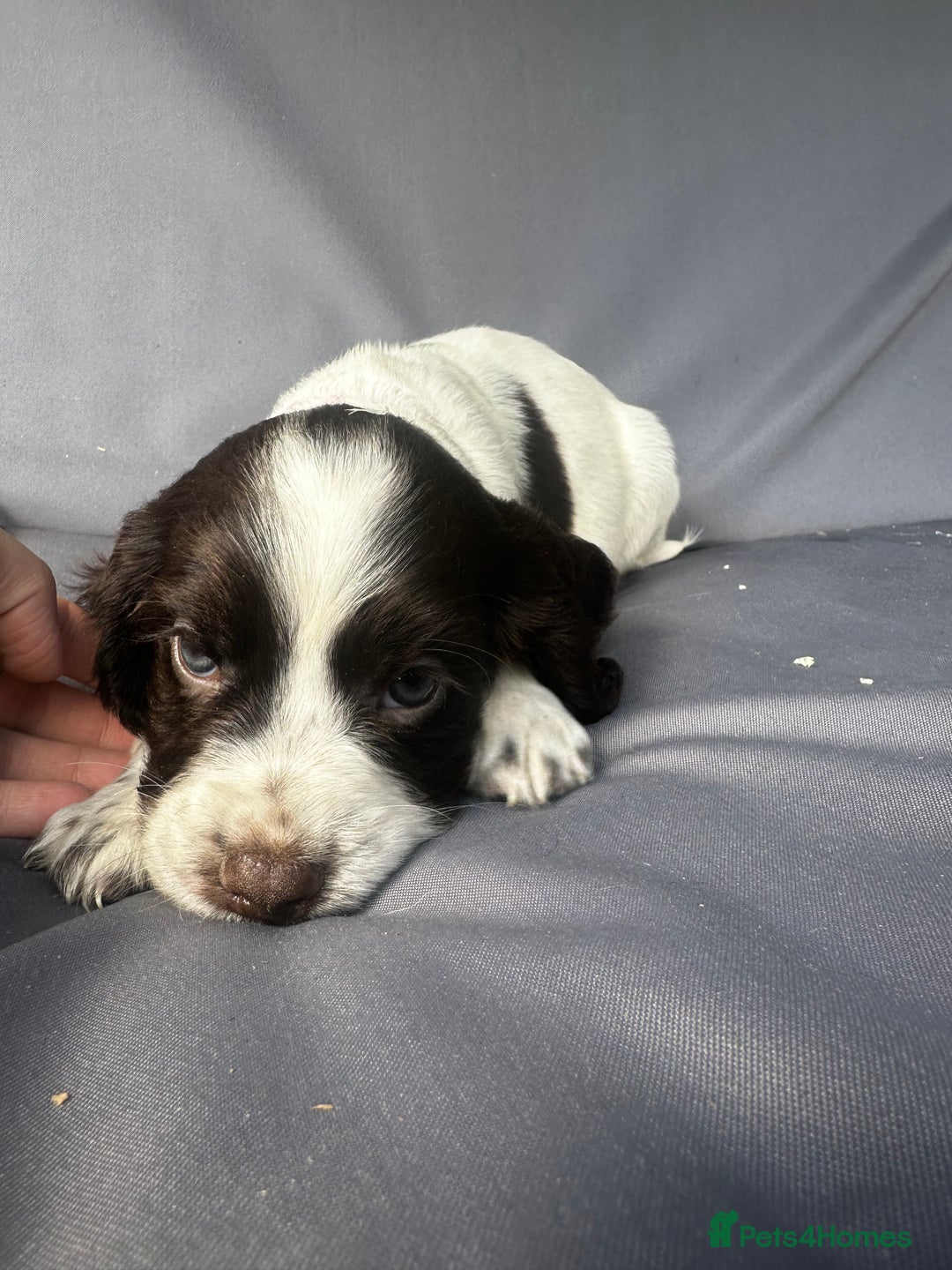 Cocker Spaniel dogs for sale: A litter of 6 gorgeous cocker spaniel puppies - Image 15