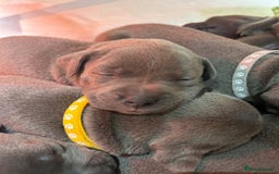 Staffordshire Bull Terrier dogs for sale: Beautiful Full Blue Staffordshire Puppies for sale - Image 6
