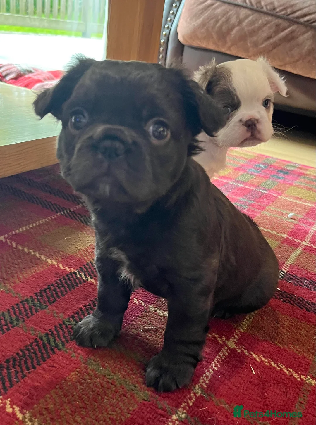 French Bulldog dogs for stud: Rfg tested aa lilac quad fluffy carrying testable in Sheffield - Advert 11