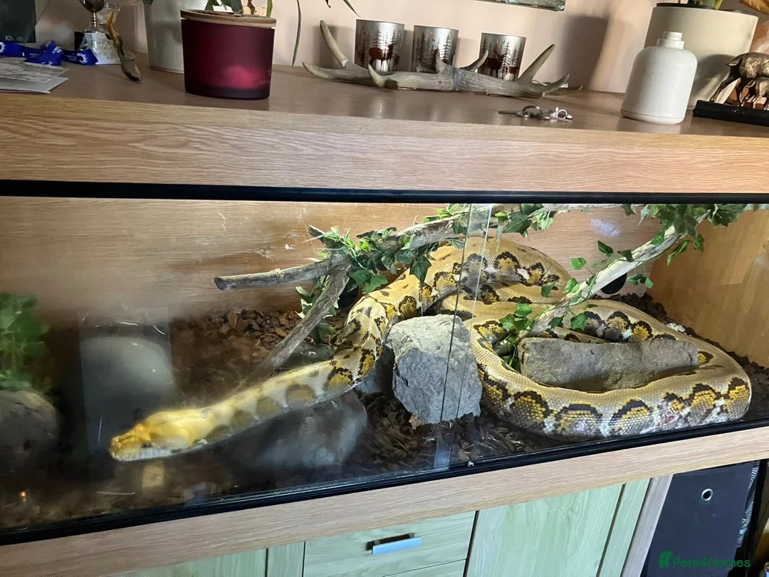 Python Snake reptiles for sale: Retic for sale in Walton on the Naze - Advert 4