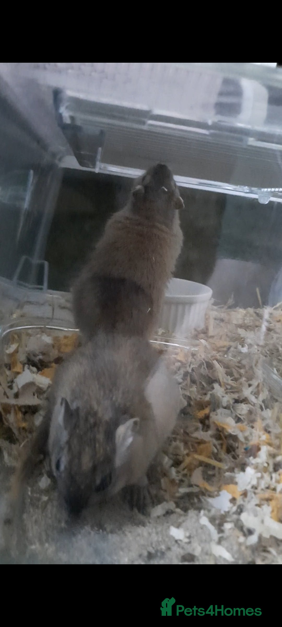 Gerbil rodents for sale: 3 gerbils +cage +supplies for sale  - Advert 3