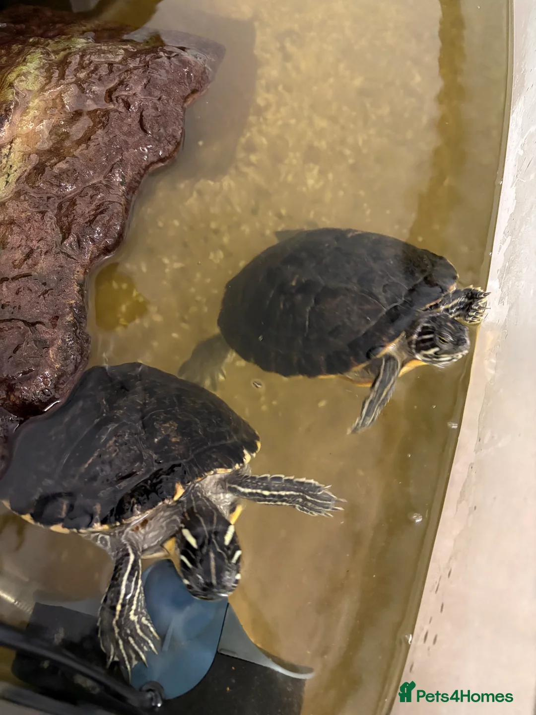 Terrapin reptiles for sale: River Cooters in Telford - Advert 1